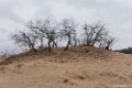 2018-03-11 Loonse en Drunense Duinen